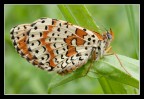 Prima Macro Prima Macro