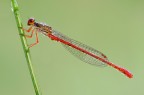 Ceriagrion tenellum Ceriagrion tenellum