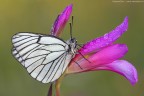 Aporia crataegi (Linnaeus, 1758) - Pieridae Pierinae Aporia crataegi (Linnaeus, 1758) - Pieridae Pierinae