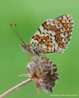Melitaea phoebe Melitaea phoebe