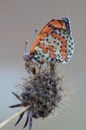 ...Melitaea...!!! ...Melitaea...!!!