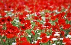 Campo di Papaveri Campo di Papaveri
