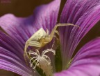 thomisidae bianco