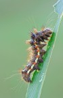 Acronicta rumicis Acronicta rumicis
