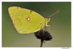 Colias crocea Colias crocea