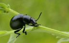 Timarcha tenebricosa Timarcha tenebricosa
