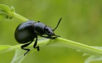 Timarcha tenebricosa