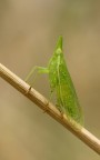 Homoptera Homoptera