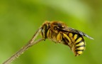 Anthidiellum strigatum Anthidiellum strigatum