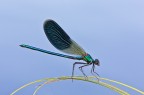 Calopteryx Calopteryx