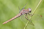 d90 + tokina 100 macro
1/200 sec
f/11
iso 200
mano libera

commenti e critiche ben accetti!