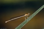 Damigella Damigella
