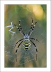 Argiope Argiope