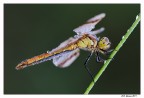 Libellula Libellula