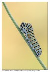 Bruco di Papilio Machaon Bruco di Papilio Machaon