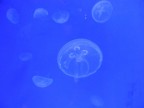meduse 2 meduse 2