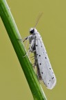 Yponomeuta sp. Yponomeuta sp.