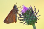 Thymelicus lineola Thymelicus lineola