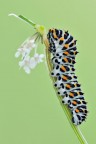 Papilio machaon Papilio machaon