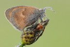 Coenonympha pamphilus Coenonympha pamphilus