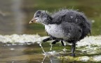 Cucciolo di Folaga