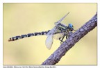 Onychogomphus uncatus Onychogomphus uncatus
