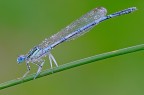 Platycnemis pennipes Platycnemis pennipes