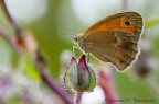 Coenonympha pamphilus (Linnaeus, 1758) - Nymphalidae Satyrin