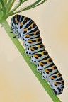 Papilio machaon Papilio machaon