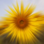 Giallooooooo Giallooooooo