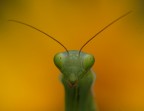Mantis Mantis