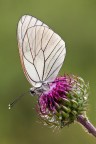Aporia Aporia