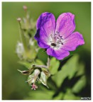 violetta con ospite violetta con ospite