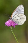 Aporia Aporia