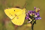 Colias crocea Colias crocea