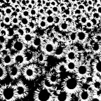 astratto con girasoli astratto con girasoli