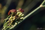 Graphosoma Italicum Graphosoma Italicum