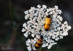 Simpatica coppia di mylabris variabilis, per una volta ritratti in assenza (quasi) di vento. Posatoio felice per metterli in risalto, un po' meno per l'esposizione!

Exif: f/11, 1/50s, ISO 500, cavalletto, flash Manuale 1/128 decentrato e diffuso
HR: http://img202.imageshack.us/img202/8529/20110730mylabrisvariabi.jpg