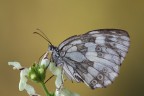 Melanargia... sbiadita Melanargia... sbiadita