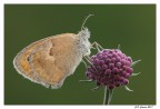 Coenonympha pamphilus Coenonympha pamphilus