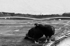 Ti voglio bene Ti voglio bene