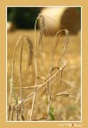 Grano Grano