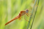 Orthetrum brunneum