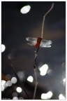 La libellula con le ali di cristallo La libellula con le ali di cristallo