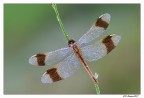 Libellula ali aperte Libellula ali aperte