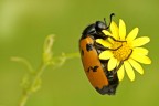 Mylabris variabilis