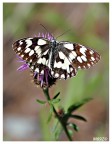 Farfalla #4 Farfalla #4