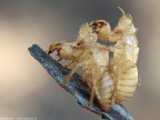 Exuvie di Cicada orni Exuvie di Cicada orni