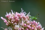 Phaneroptera - nana. Phaneroptera - nana.