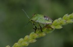 Cimice Cimice